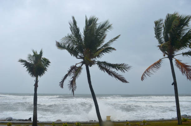 istock Coconut palm trees swaying in the wind by a stormy sea. 1158407650