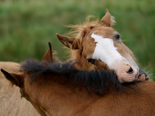 istock A group of pretty Welsh Cob ponies. 1158407691