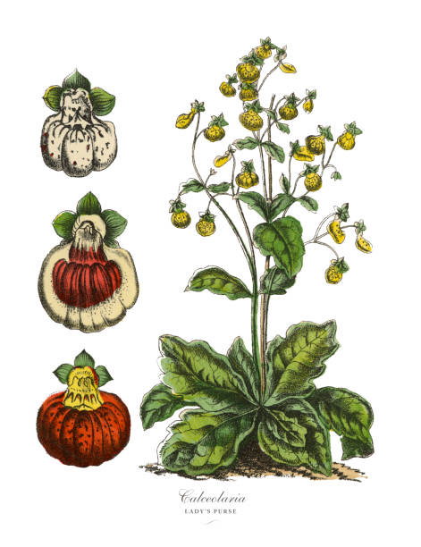 calceolaria oder lady es geldbörse pflanzen, viktorianischen botanischen illustration - pantoffelblumengewächse stock-grafiken, -clipart, -cartoons und -symbole