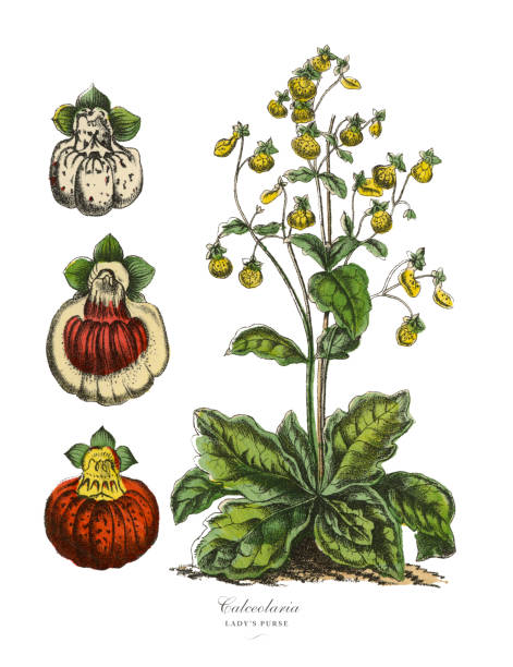 Calceolaria or Lady’s Purse Plants, Victorian Botanical Illustration Very Rare, Beautifully Illustrated Antique Engraved Victorian Botanical Illustration of Calceolaria or Lady’s Purse Plants, Victorian Botanical Illustration Plate 59, from The Book of Practical Botany in Word and Image (Lehrbuch der praktischen Pflanzenkunde in Wort und Bild), Published in 1886. Copyright has expired on this artwork. Digitally restored. calceolaria stock illustrations