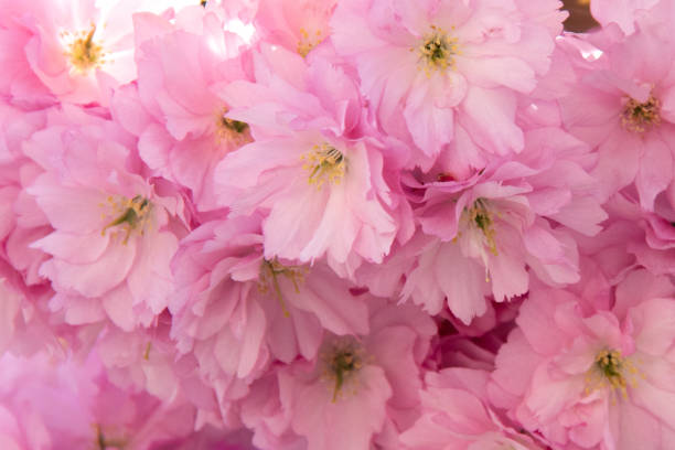 istock Cherry Blossoms close up, pale and pink. 1158407845