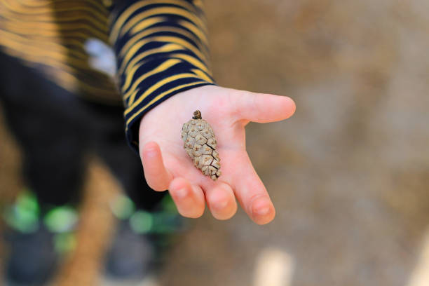 boy holds a pine cone - baby beautiful part of selective focus imagens e fotografias de stock