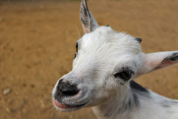 istock the head of a little goat 1158408789