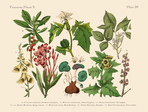 Very Rare, Beautifully Illustrated Antique Engraved Victorian Botanical Illustration of Poisonous and Toxic Plants, Victorian Botanical Illustration Plate 20, from The Book of Practical Botany in Word and Image (Lehrbuch der praktischen Pflanzenkunde in Wort und Bild), Published in 1886. Copyright has expired on this artwork. Digitally restored.