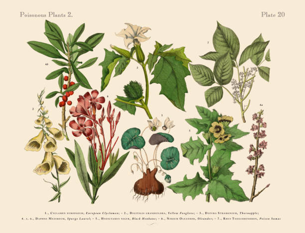 Poisonous and Toxic Plants, Victorian Botanical Illustration Very Rare, Beautifully Illustrated Antique Engraved Victorian Botanical Illustration of Poisonous and Toxic Plants, Victorian Botanical Illustration Plate 20, from The Book of Practical Botany in Word and Image (Lehrbuch der praktischen Pflanzenkunde in Wort und Bild), Published in 1886. Copyright has expired on this artwork. Digitally restored. engraving engraved image hand colored nature stock illustrations