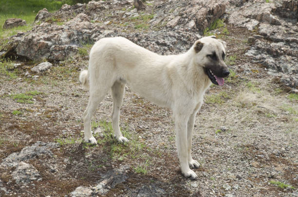 Kangal Shepherd dog standing on a meadow Kangal Shepherd dog standing on a meadow kangal dog stock pictures, royalty-free photos & images