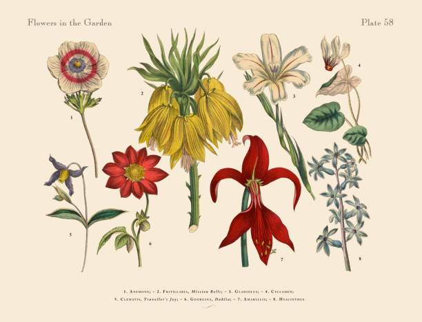 kwiaty ogrodu, wiktoriańska ilustracja botaniczna - gladiolus flower beauty in nature white background stock illustrations
