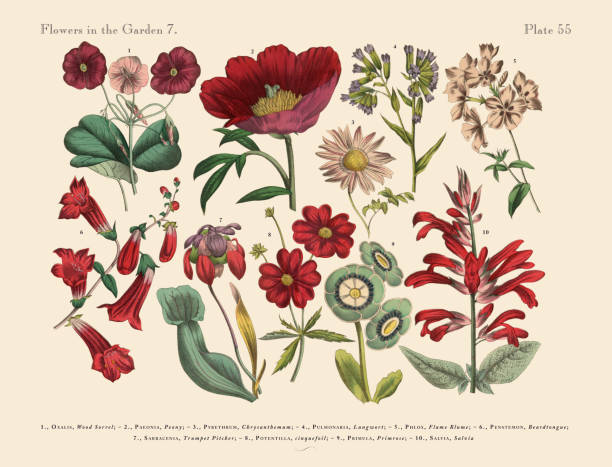 Red Exotic Flowers of the Garden Very Rare, Beautifully Illustrated Antique Engraved Victorian Botanical Illustration of Red Exotic Flowers of the Garden Plants, Victorian Botanical Illustration Plate 55, from The Book of Practical Botany in Word and Image (Lehrbuch der praktischen Pflanzenkunde in Wort und Bild), Published in 1886. Copyright has expired on this artwork. Digitally restored. potentilla anserina stock illustrations