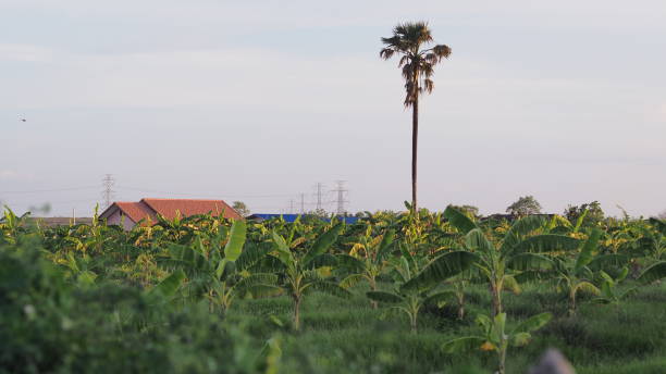 istock top view of banana farm 1158409895