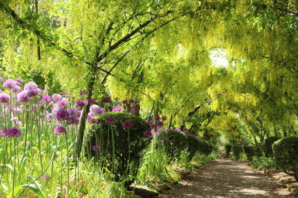 jardín dorothy clive en primavera con arco amarillo laburnum y alios de púas - dorothy fotografías e imágenes de stock