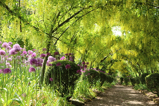 Beautiful English garden in Spring with vibrant colour, yellow Laburnam arch and purple Alliums. It feels as if you can walk towards Spring.