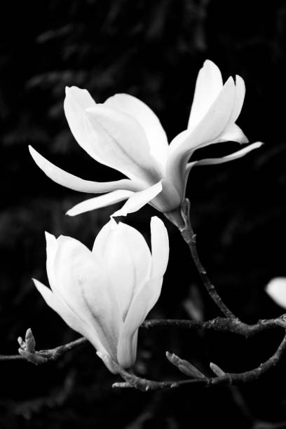 istock Elegant Magnolia flowers in black and white 1158409934