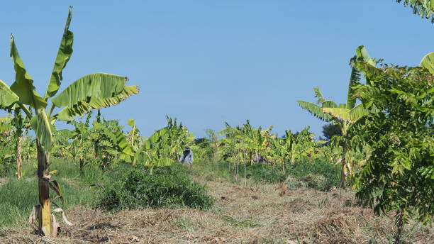 istock top view of banana farm 1158409969