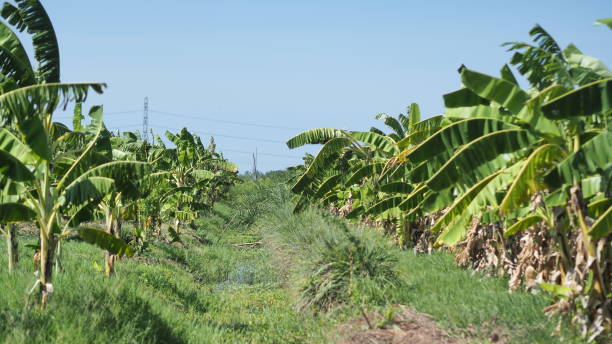 istock top view of banana farm 1158409975