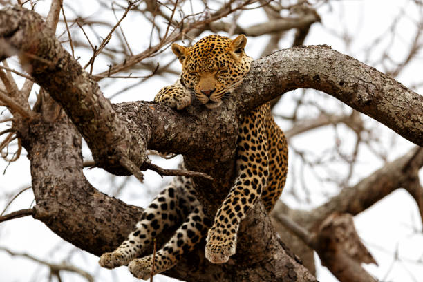 istock leopard in Sabi Sands Game Reserve 1158410244