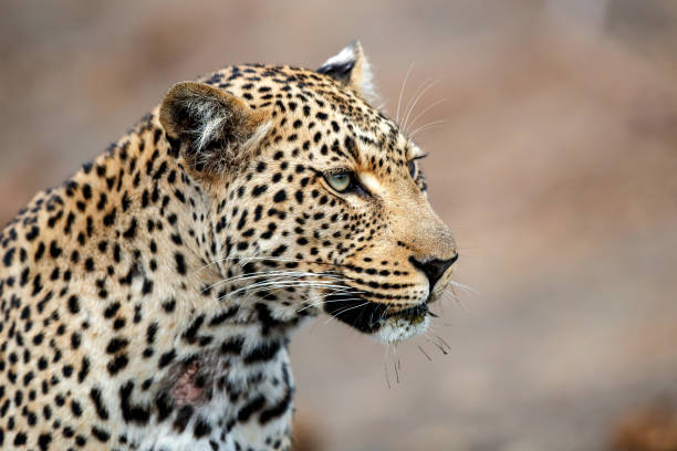 istock leopard in Sabi Sands Game Reserve 1158410280