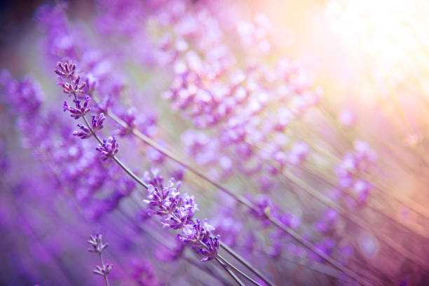 istock lavender flowers detail and blurred background 1158410306