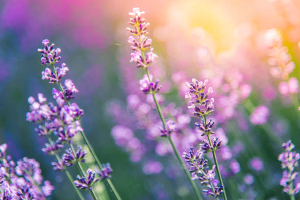 istock lavender flowers detail and blurred background 1158410307