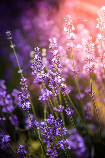 istock lavender flowers detail and blurred background 1158410308