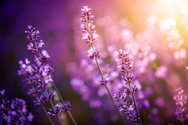istock lavender flowers detail and blurred background 1158410322