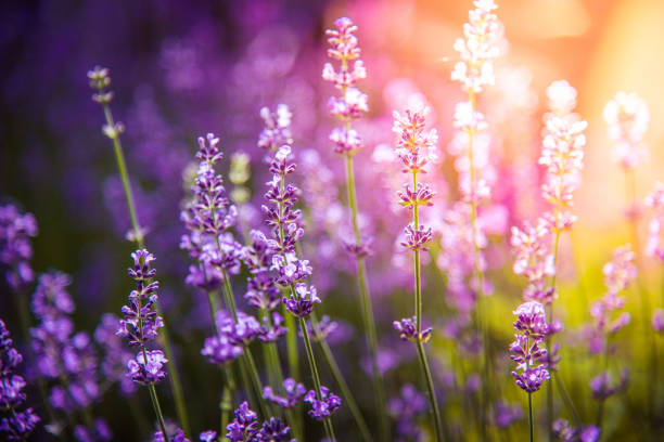 lavender flowers detail and blurred background lavender flowers detail and blurred background with beautiful sunset color effect scene scented stock pictures, royalty-free photos & images