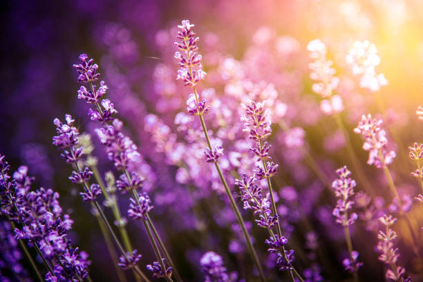 istock lavender flowers detail and blurred background 1158410337