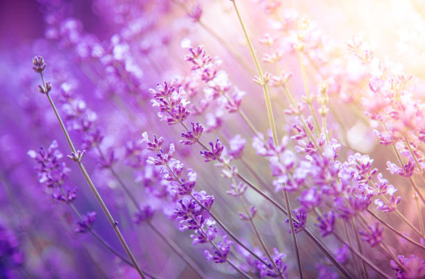 istock lavender flowers detail and blurred background 1158410341