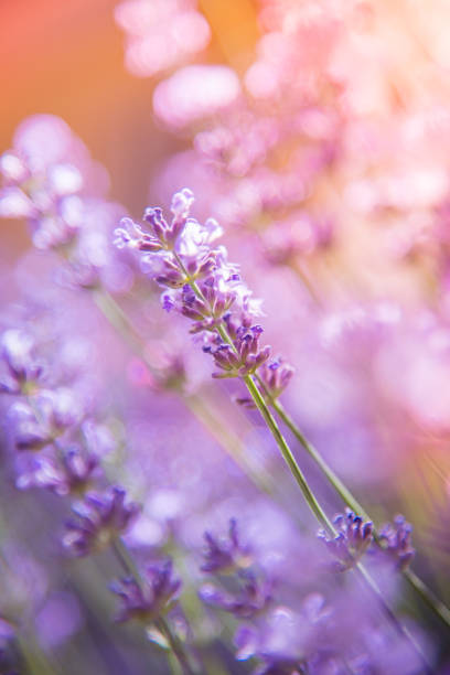 istock lavender flowers detail and blurred background 1158410367