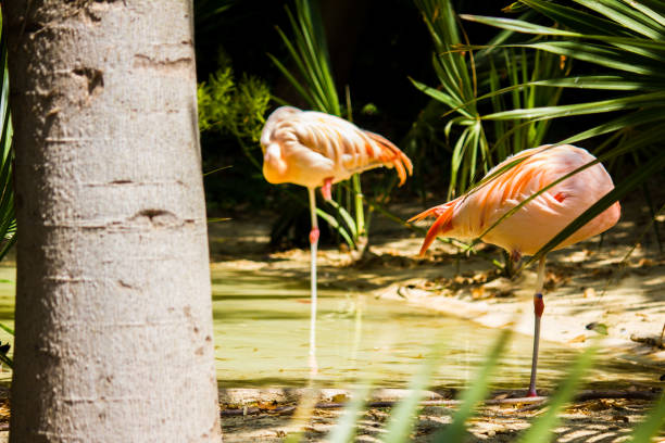 istock A two pink flamingos in a pond 1158411063