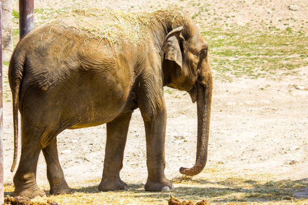 istock An asian elephant in a zoo 1158411371
