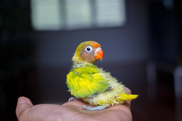 istock baby parrot lovebird 1158413176