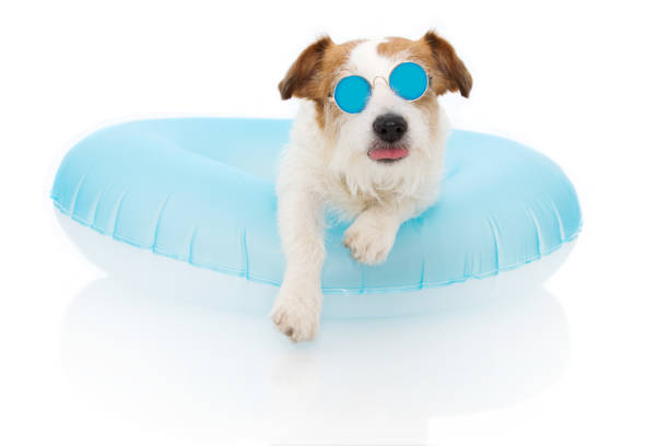 istock DOG SUMMER VACATIONS. JACK RUSSELL SUNBATHING WITH BLUE AIR FLOAT POOL MAKING A FLAT. ISOLATED AGAINST WHITE BACKGROUND. 1158413370