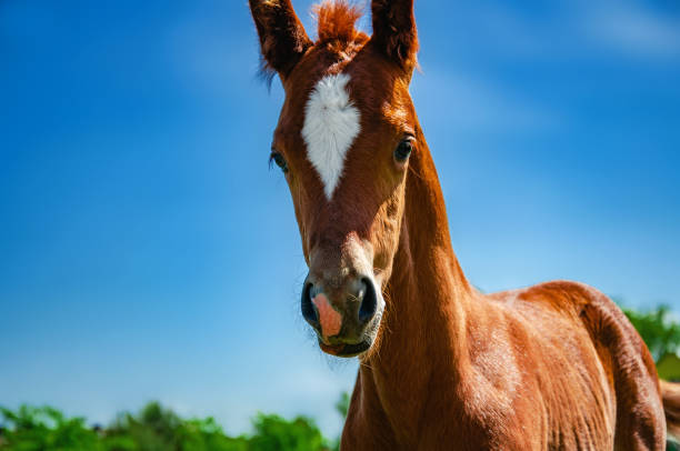 istock Foal brown color in a pen on a pasture on a background blue sky 1158413377