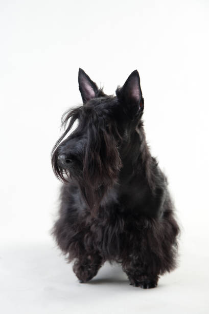 istock Young scottish terrier on a white background 1158413386