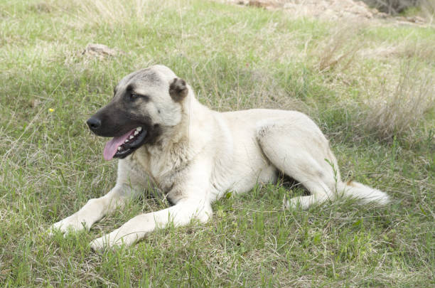 istock Kangal Shepherd dog lying in the grass 1158418260