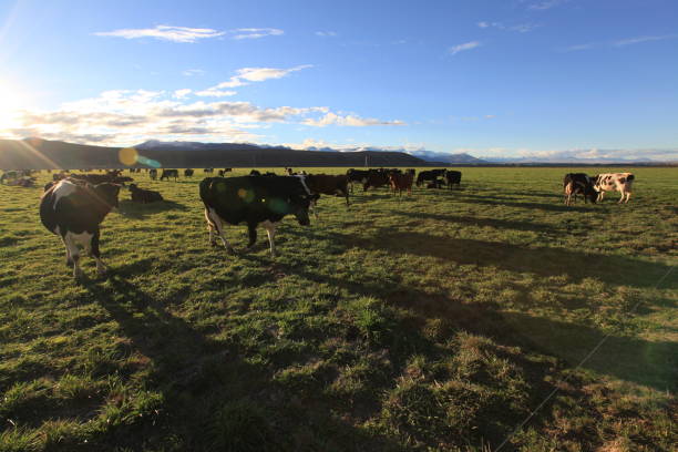 istock cow in the field 1158419857