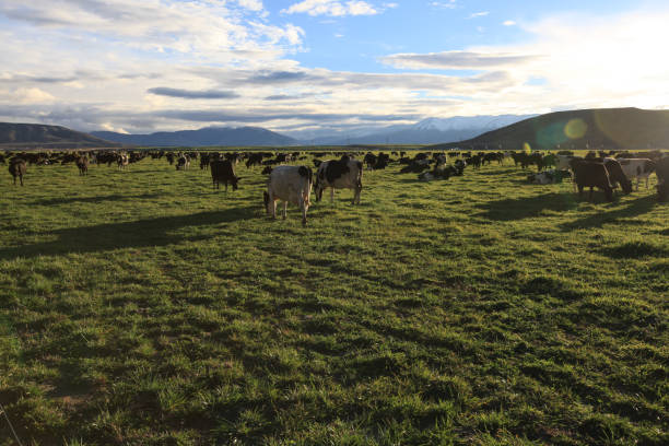 istock cow in the field 1158419894