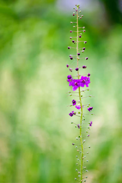 fiori selvatici su sfondo verde sfocato - flower bed plant spring selective focus foto e immagini stock