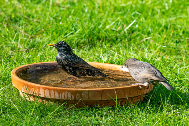 istock Starlings (Sturnus vulgaris) bathing in a terracotta bird bath 1158421277