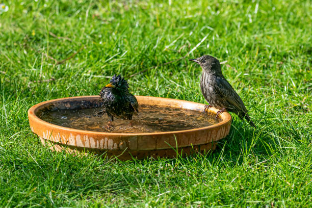 spreeuw (sturnus vulgaris) zwemmen in een terracotta vogel bad - bird water bath garden stockfoto's en -beelden