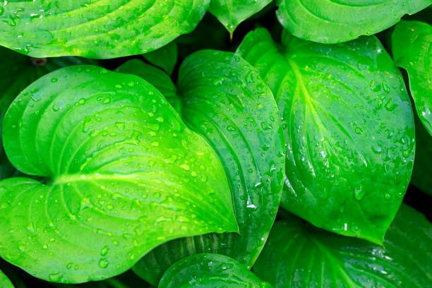 istock large wet green leaves background 1158421834