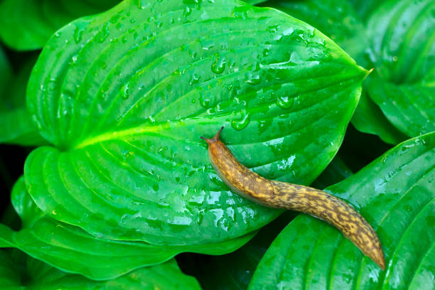 istock slug on a green leaf of a bush 1158421840