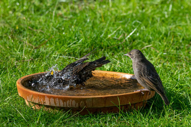 volwassen starling (sturnus vulgaris) zwemmen in een terracotta vogel bad met een jeugdige vogel op zoek op - bird water bath garden stockfoto's en -beelden