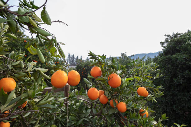 istock Close up of  Oranges on Tree Branch 1158422483