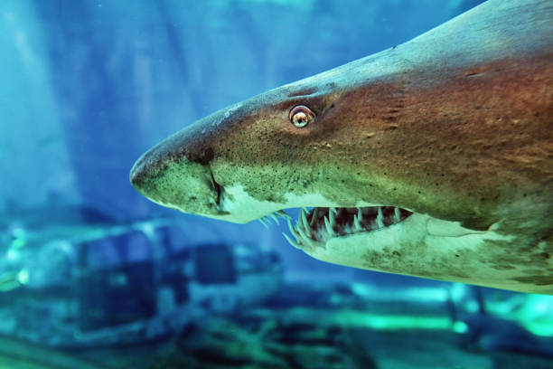 requin à dents de rade (carcharias taurus), également connu sous le nom de requin tigre de sable et requin-infirmière grise - sand tiger shark photos et images de collection