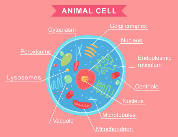 illustrations, cliparts, dessins animés et icônes de illustration de dessin animé de vecteur d'anatomie de cellules animales d'isolement sur le fond. - nucleolus