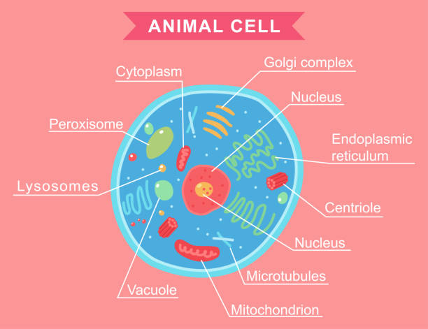 zwierzę komórka anatomia wektor rysunek ilustracja izolowane na tle. - nucleolus stock illustrations