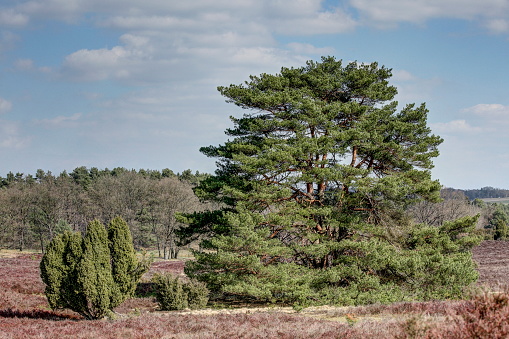 Heathland