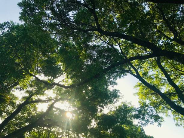 istock close up big tropical tree an shining sun 1158423931