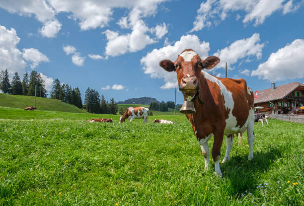 kuh mit kuhglocke auf einer almwiese in den schweizer alpen vor einem bauernhof mit schweizer flagge - cow swiss culture switzerland cattle stock-fotos und bilder